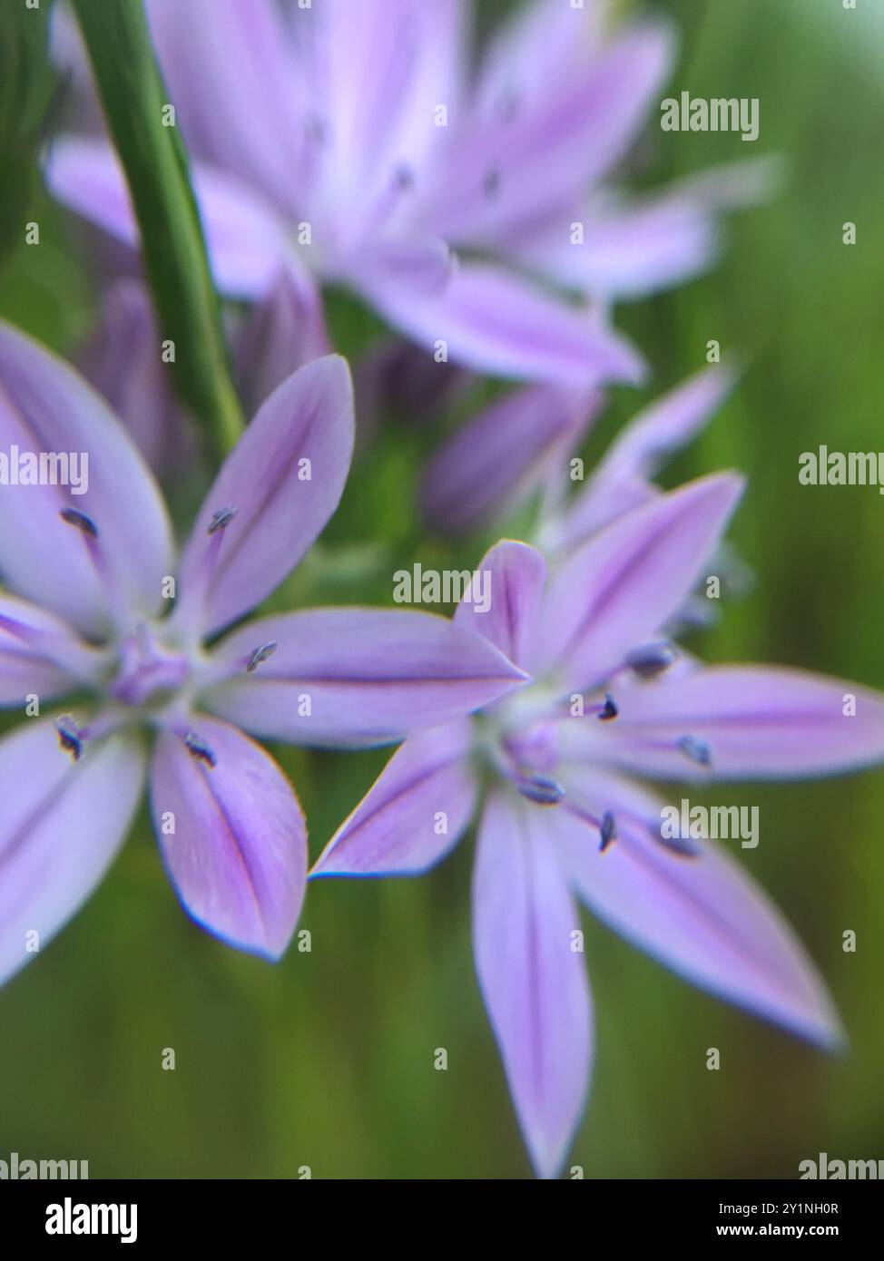 Onleaf-Zwiebeln (Allium unifolium) Plantae Stockfoto