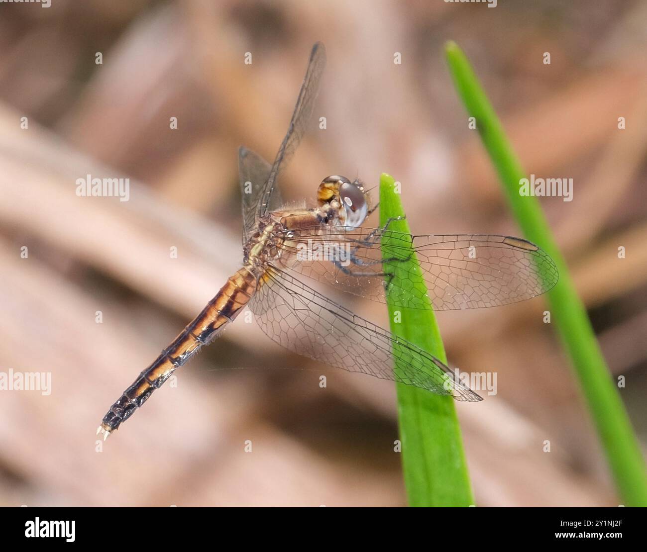 Little Blue Dragonlet (Erythrodiplax minuscula) Insecta Stockfoto