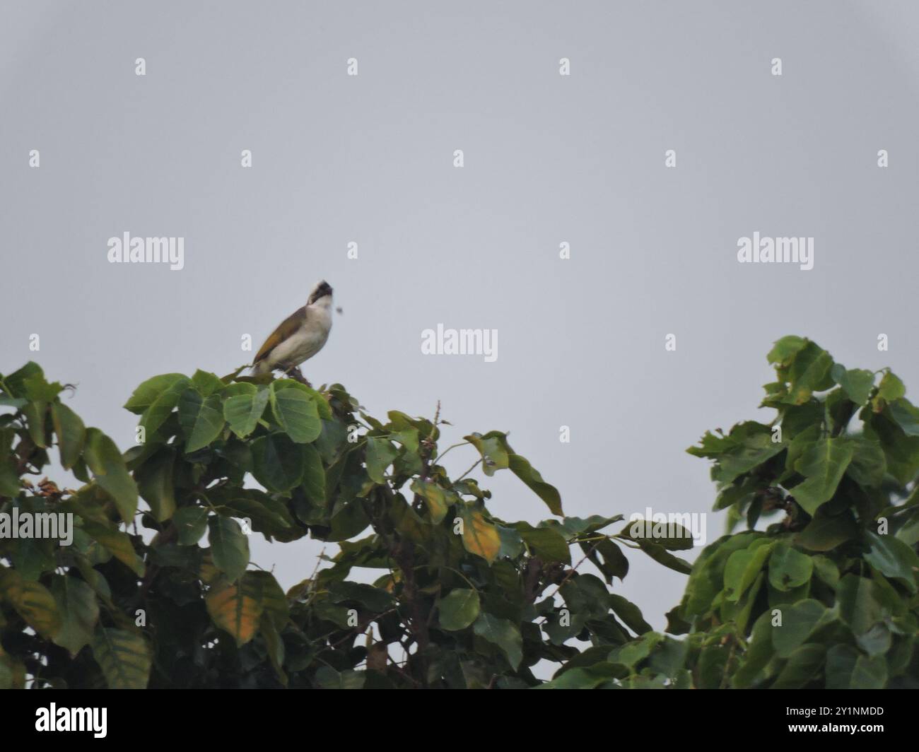 Bulbul (Pycnonotus sinensis) Aves Stockfoto