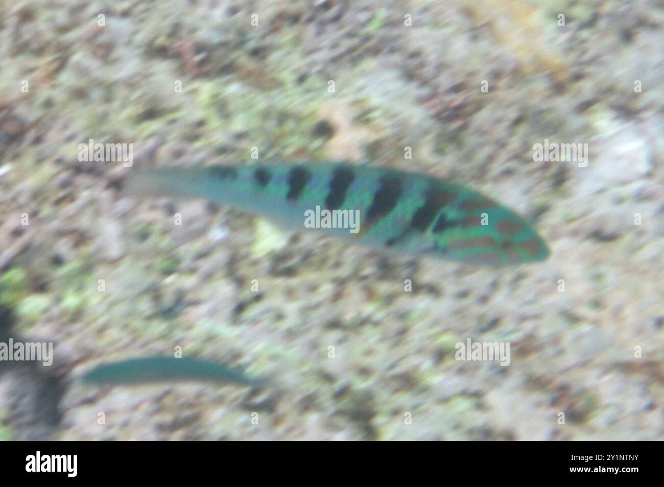 Sixbar Wrasse (Thalassoma hardwicke) Actinopterygii Stockfoto