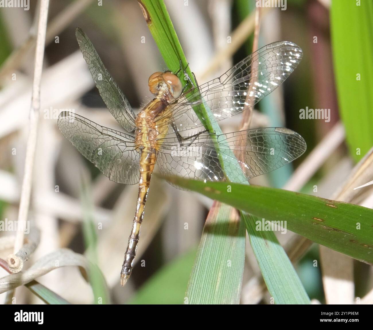 Little Blue Dragonlet (Erythrodiplax minuscula) Insecta Stockfoto