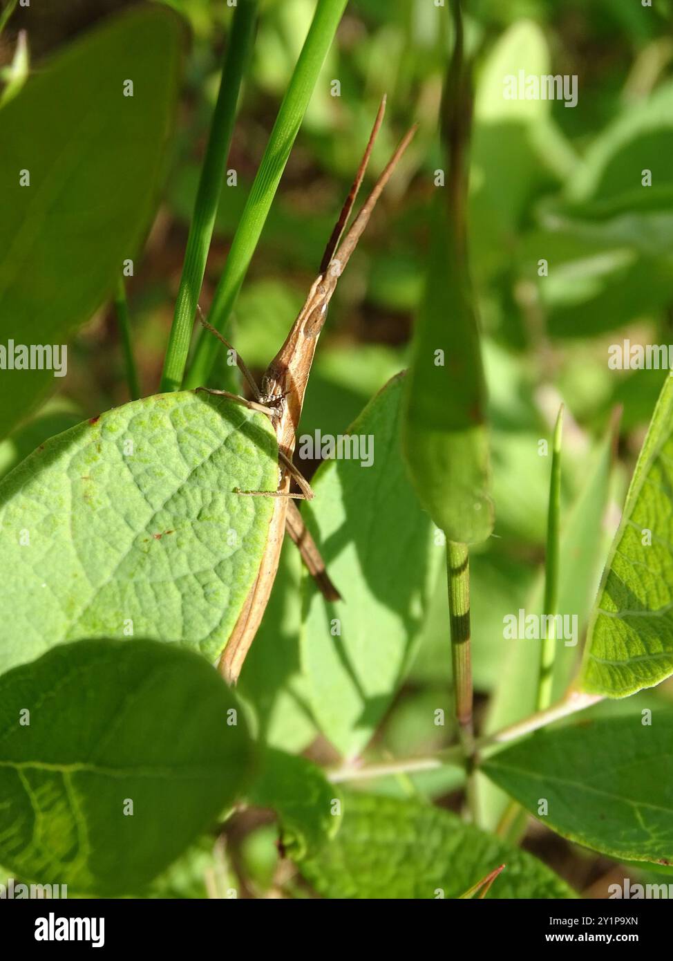 Langhaarige Zahnstocher Grasshopper (Achurum carinatum) Insecta Stockfoto