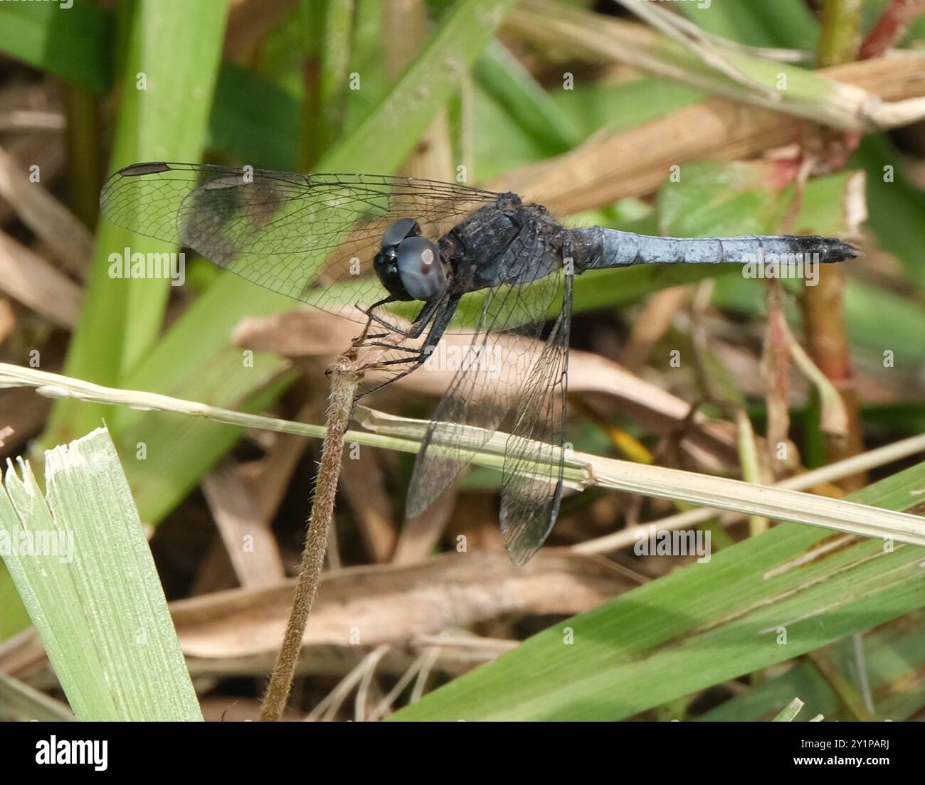 Little Blue Dragonlet (Erythrodiplax minuscula) Insecta Stockfoto