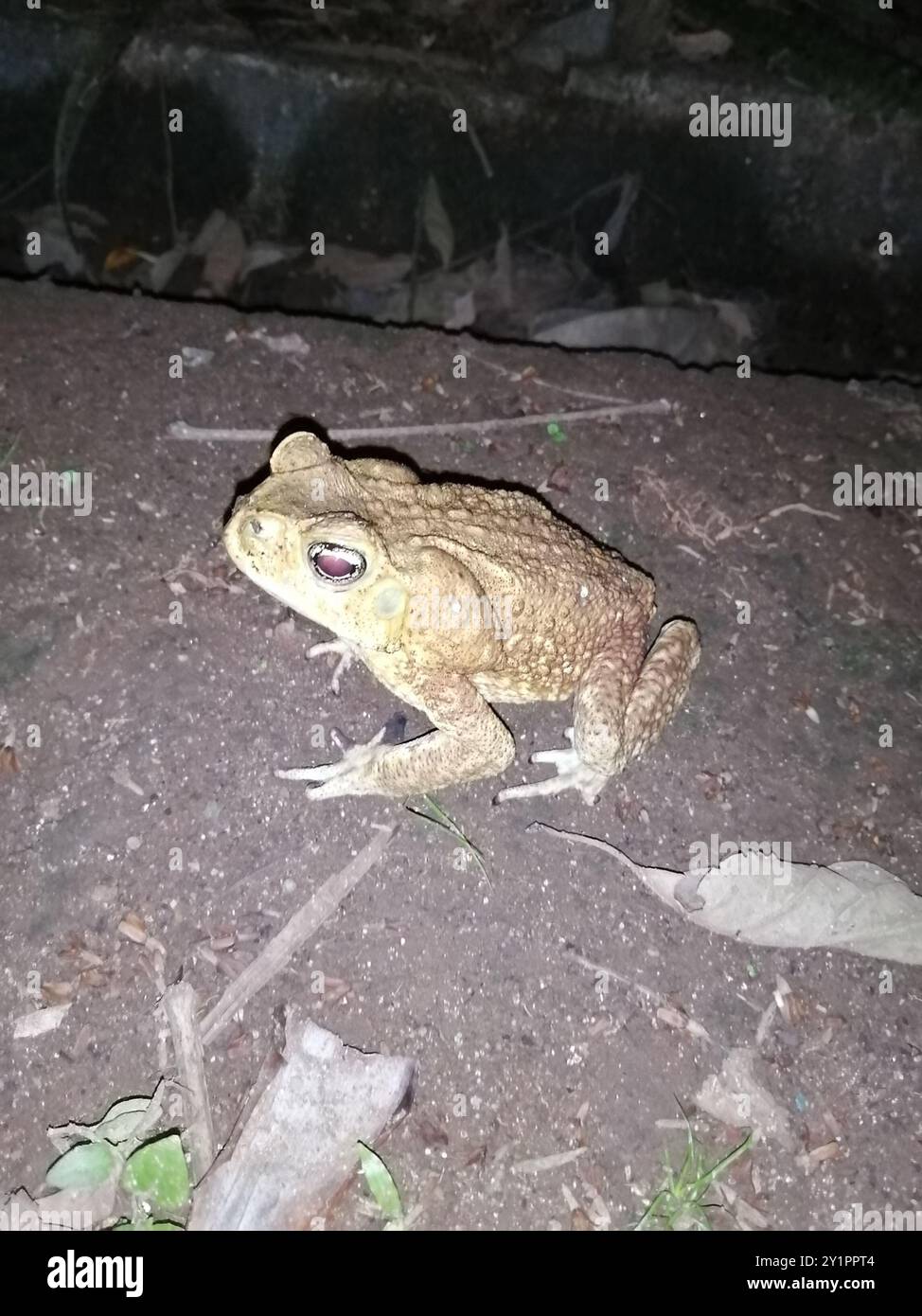 Riesenkröte (Rhinella horribilis) Amphibia Stockfoto