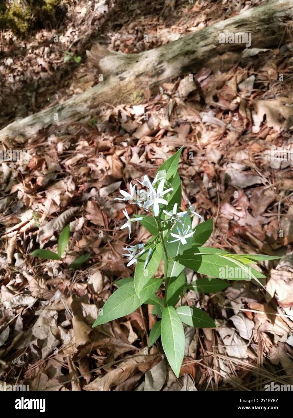 eastern bluestar (Amsonia tabernaemontana) Plantae Stockfoto