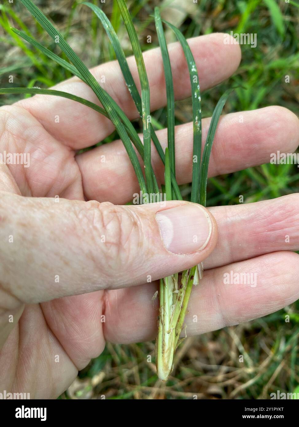 Zwerglilienrasen (Ophiopogon japonicus) Plantae Stockfoto