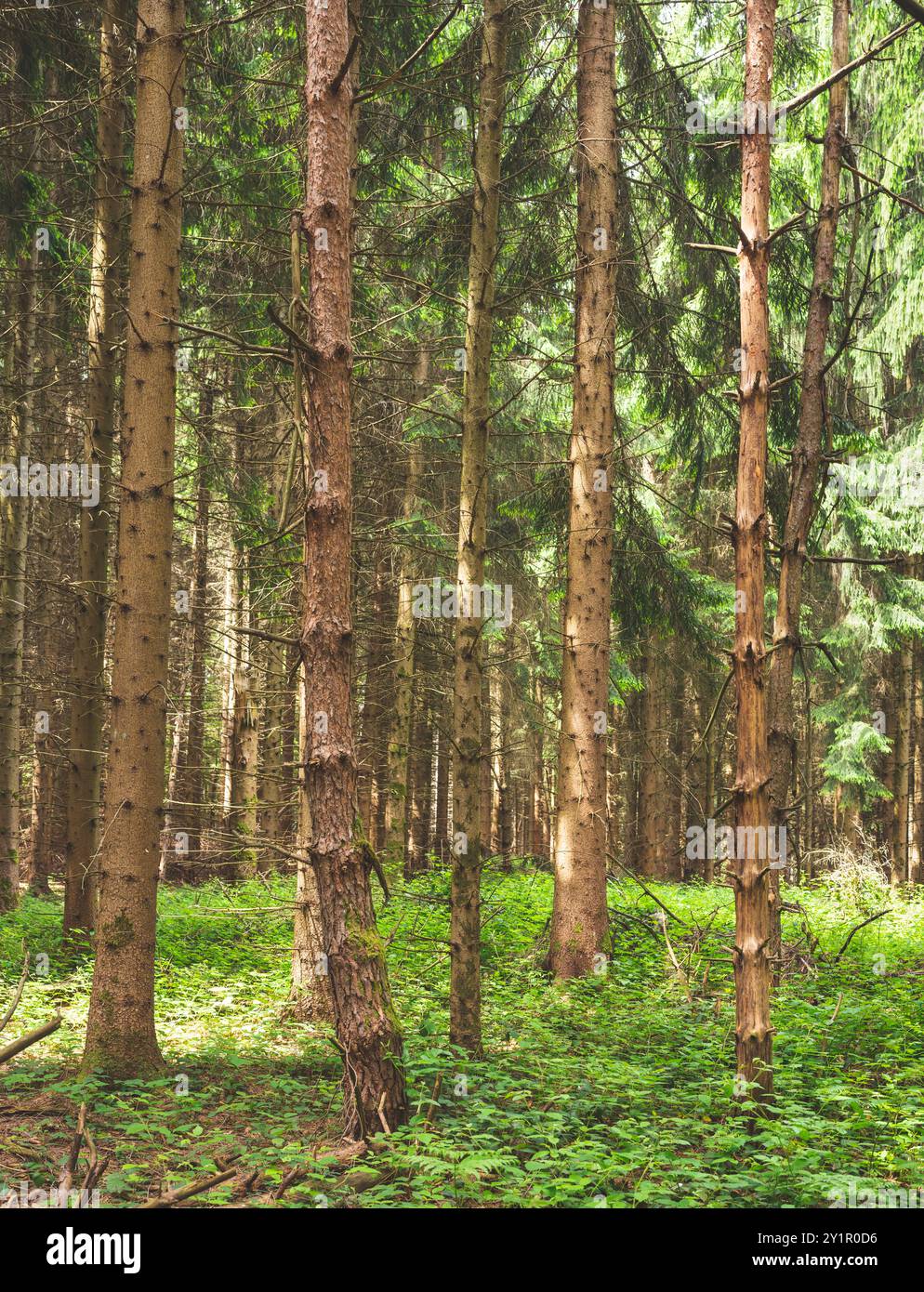 Blick auf wilde und unberührte Bergkiefernwälder am frühen Sommermorgen. Stockfoto