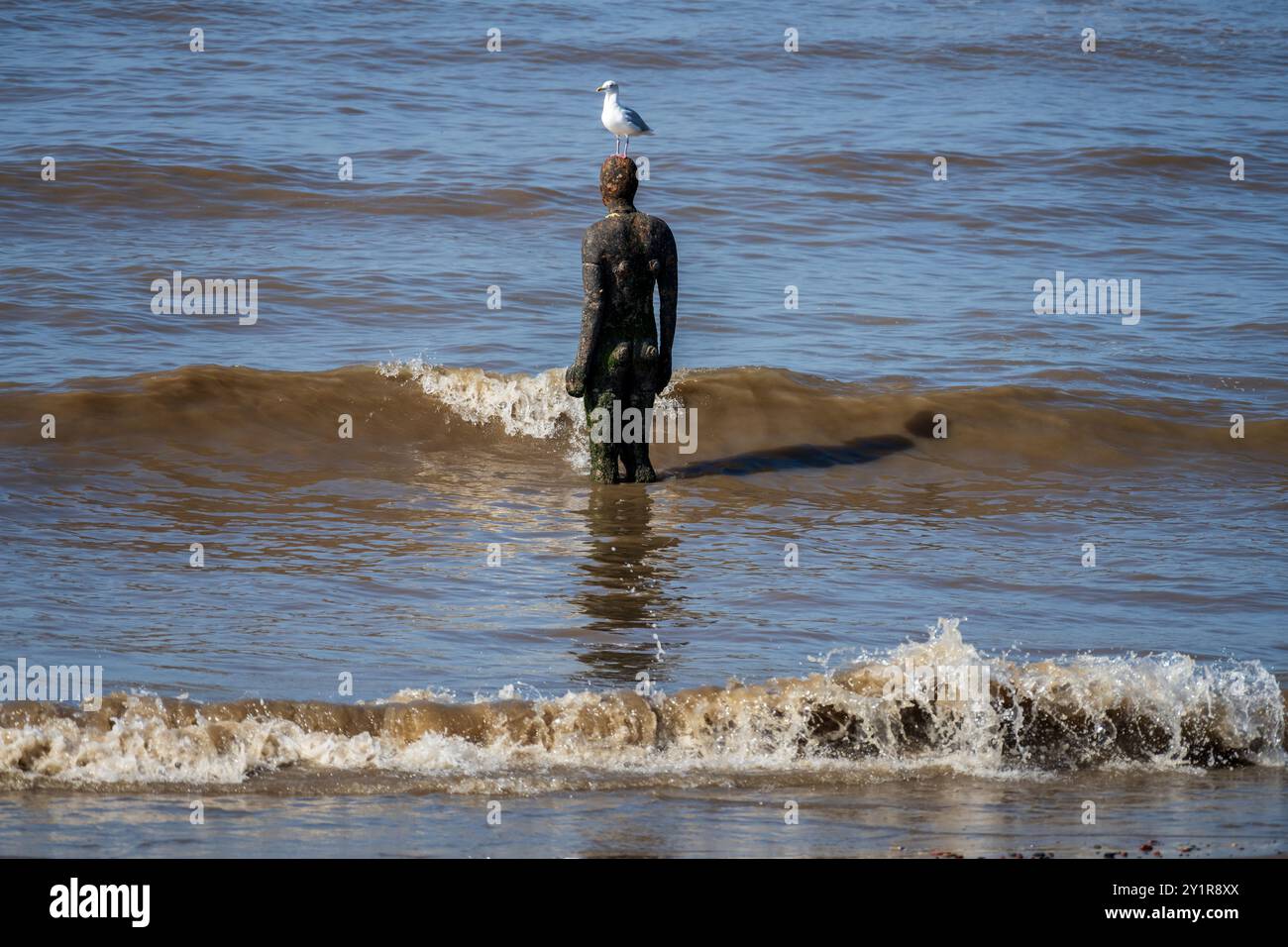 Einer der Anthony Gormley Iron Männer an einem anderen Ort in den Wellen am Crosby Beach mit einer Möwe auf dem Kopf. Stockfoto