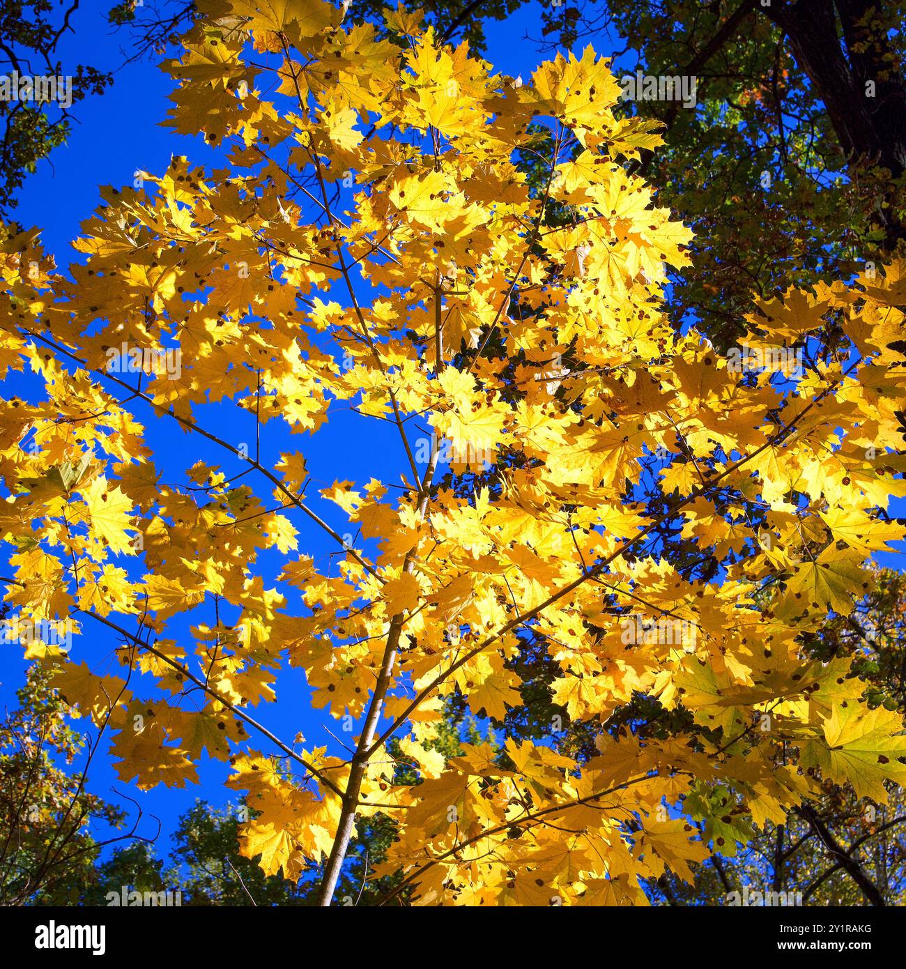 Helle Blätter, Himmel, Äste, ruhige Atmosphäre, Herbstsaison. Saisonale Fotografie. Von der Natur inspiriertes Design. Schulungsmaterial über die Jahreszeiten. Stockfoto