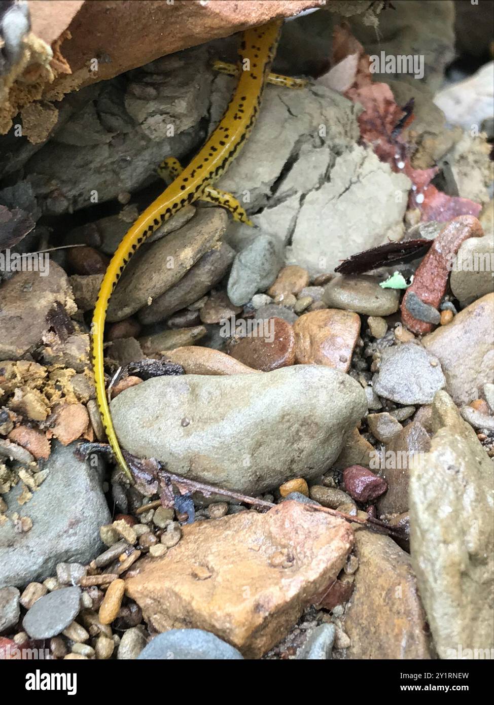 Langschwanzsalamander (Eurycea longicauda) Amphibia Stockfoto