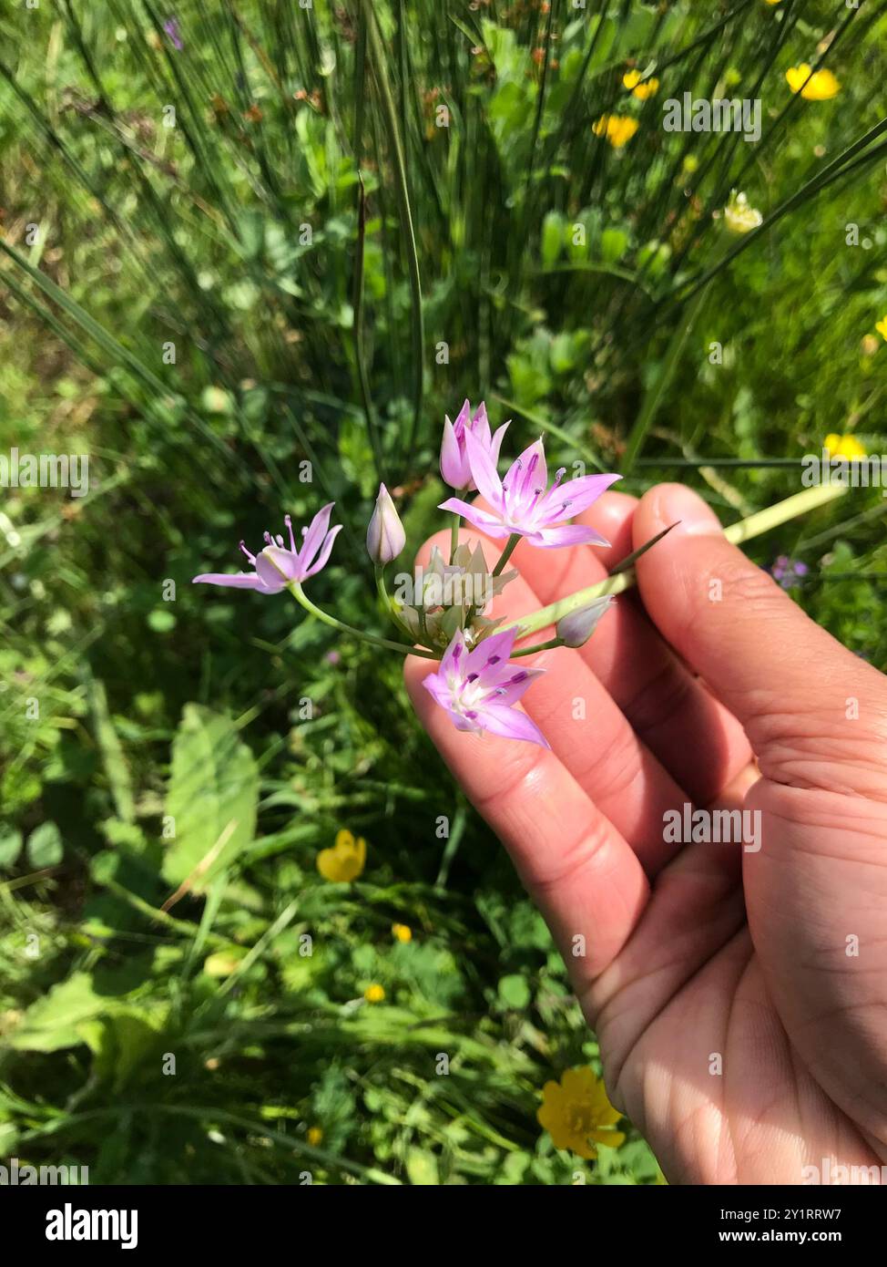 Onleaf-Zwiebeln (Allium unifolium) Plantae Stockfoto