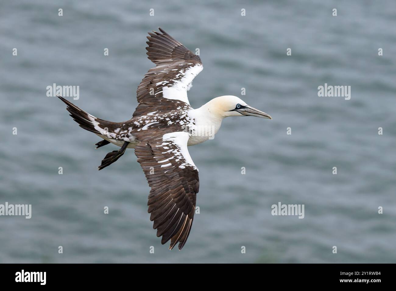 Northern Gannet, Morus bassanus Sub-Erwachsener Vogel im Flug RSPB Bempton Cliffs, Yorkshire May Stockfoto