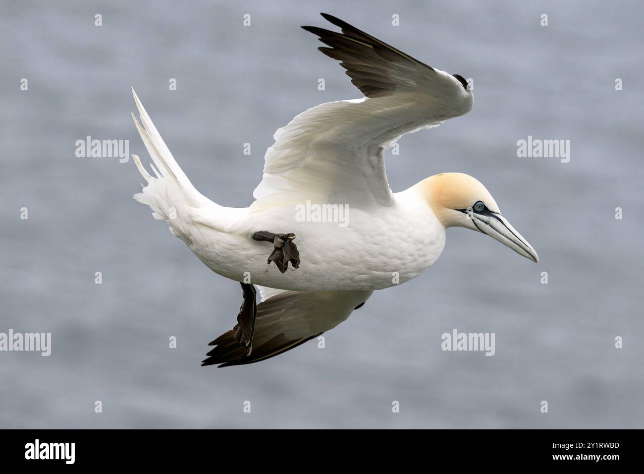 Northern Gannet, Morus bassanus Erwachsener Vogel im Flug RSPB Bempton Cliffs, Yorkshire May Stockfoto