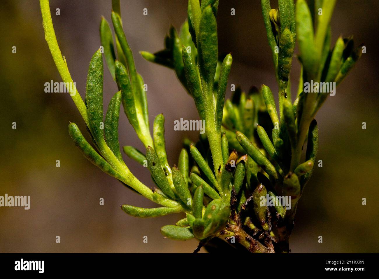 Damianita (Chrysactinia mexicana) Plantae Stockfoto
