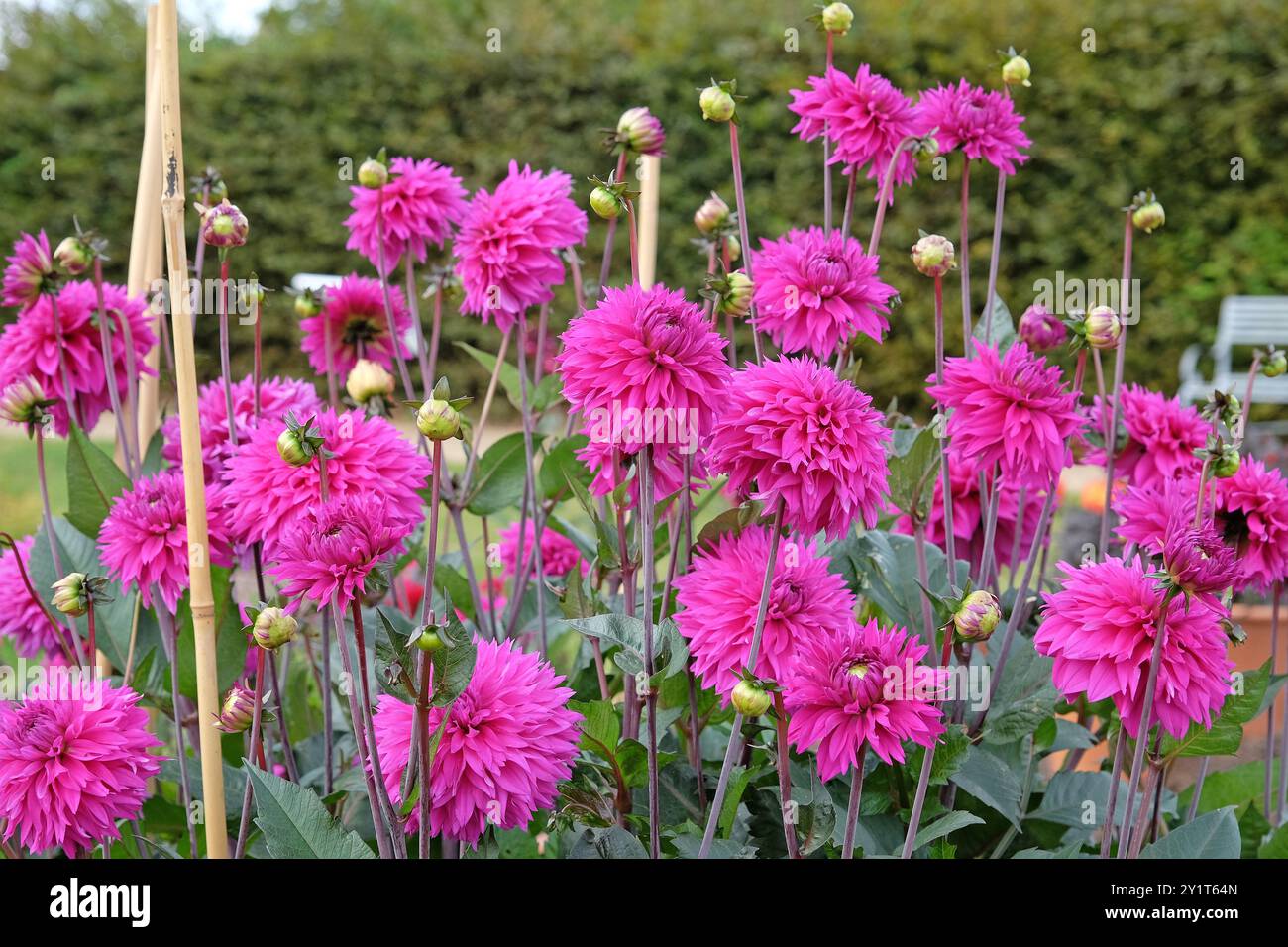 Violette Fimbrierte Dahlia „Cornwall Island“ in Blüte. Stockfoto