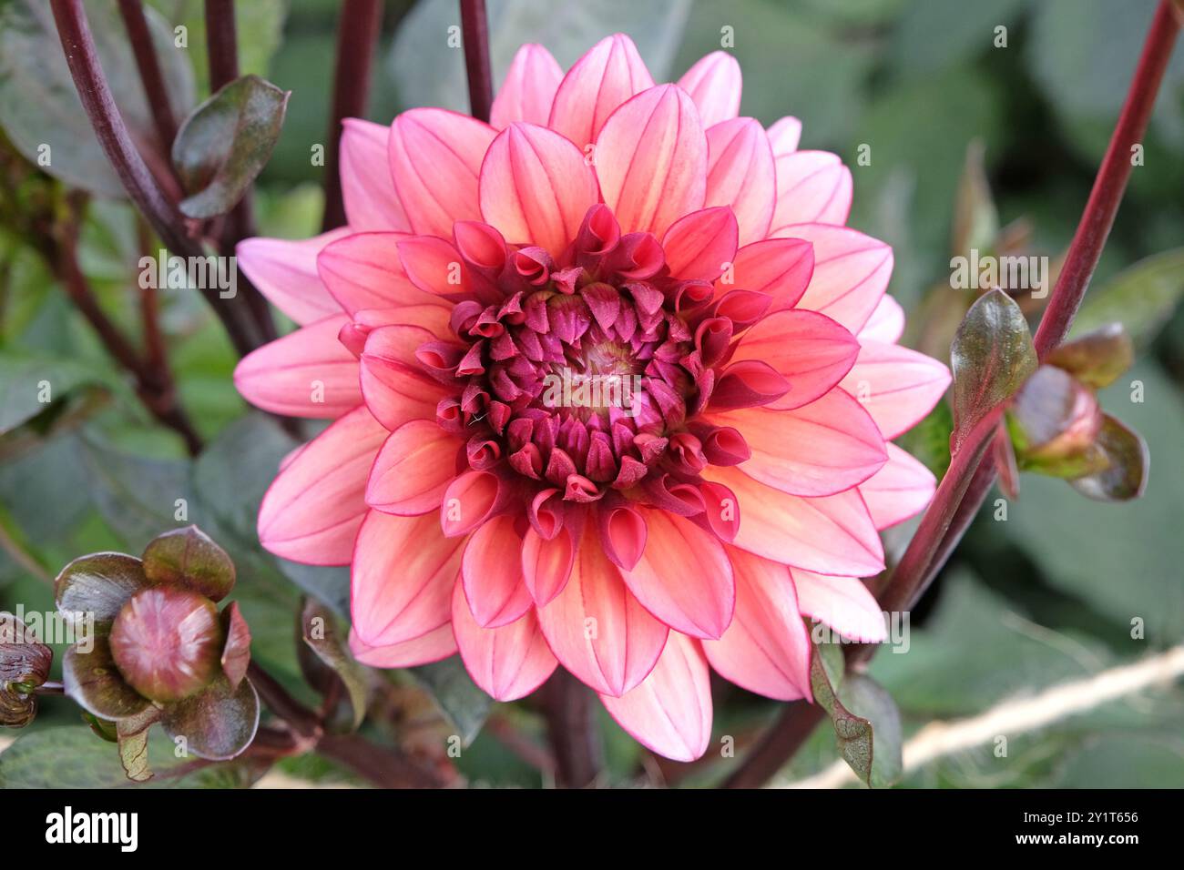 Dunkel rosa dekorative Dahlien „Night Silence“ in Blüte. Stockfoto