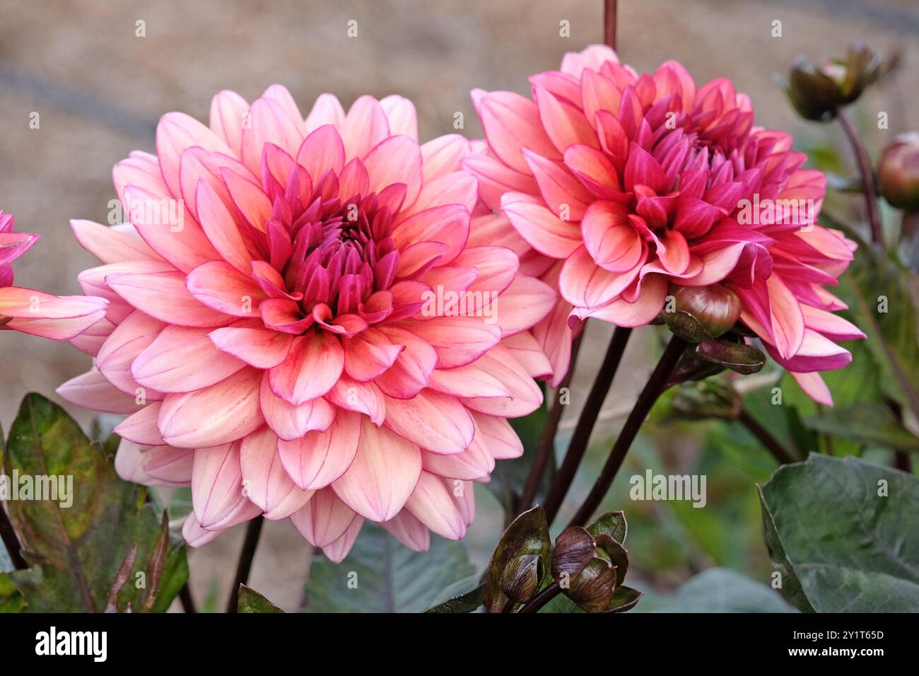 Dunkel rosa dekorative Dahlien „Night Silence“ in Blüte. Stockfoto