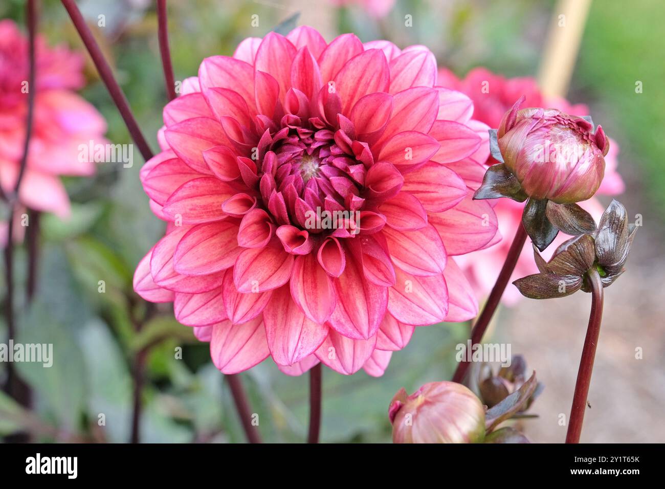 Dunkel rosa dekorative Dahlien „Night Silence“ in Blüte. Stockfoto