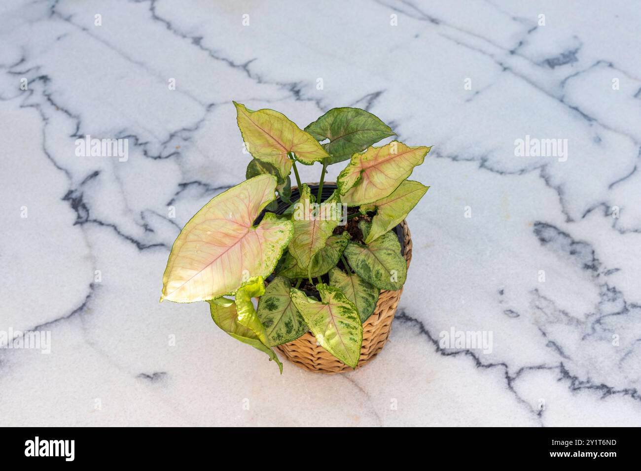 Schmetterlingspflanzennephthytis (Pfeilspitze-Pflanze) in einem gewebten Korbtopf. Selektiver Fokus und Draufsicht. Stockfoto