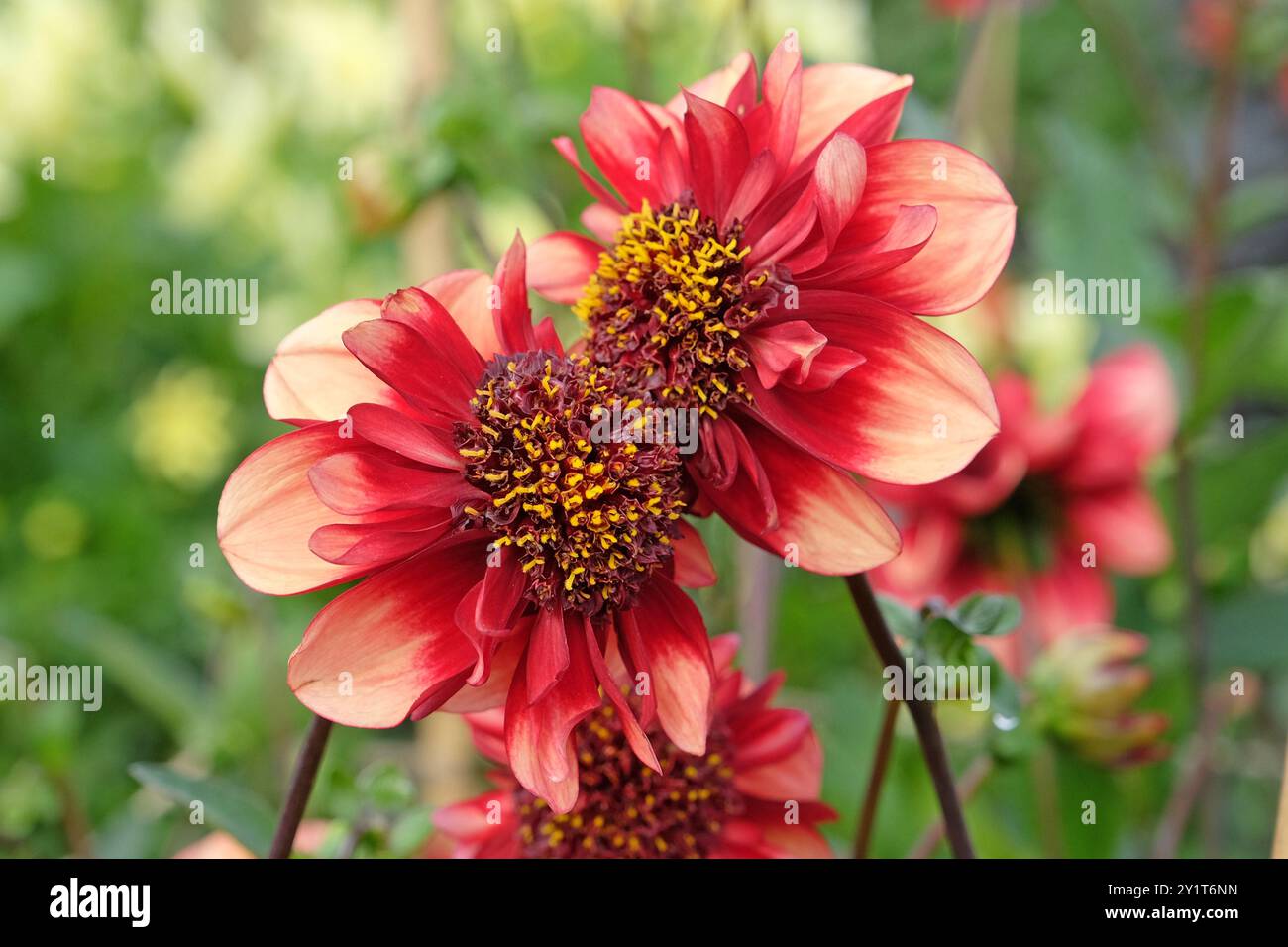 Orangefarbene und rote Collarette Dahlia „Sarah Raven“ in Blüte. Stockfoto