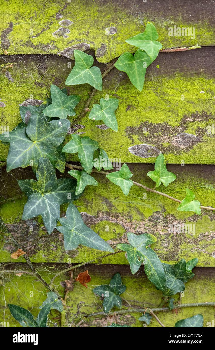 Vielseitiger Efeu und Bindweed, der auf einem mit Moos oder Flechten bedeckten Holzgarten wächst Stockfoto