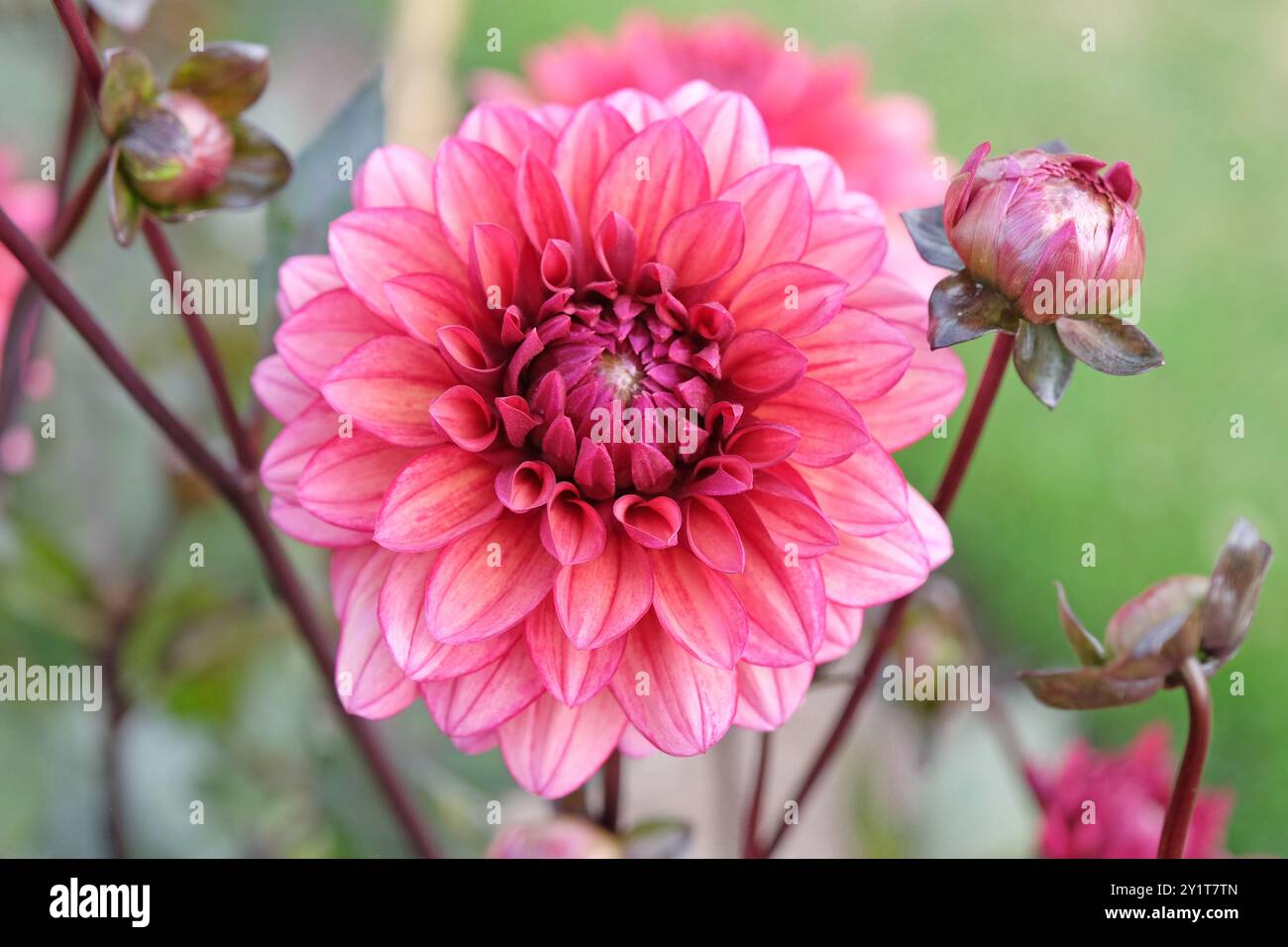 Dunkel rosa dekorative Dahlien „Night Silence“ in Blüte. Stockfoto