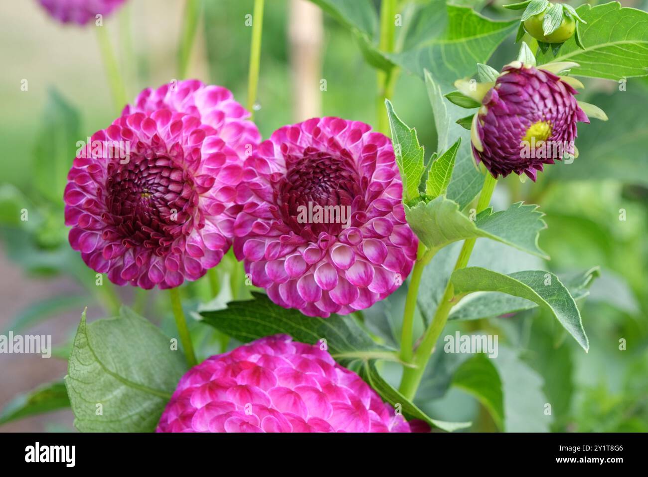Violette und weiße Pompon-Dahlien „Downham Peggy“ in Blüte. Stockfoto