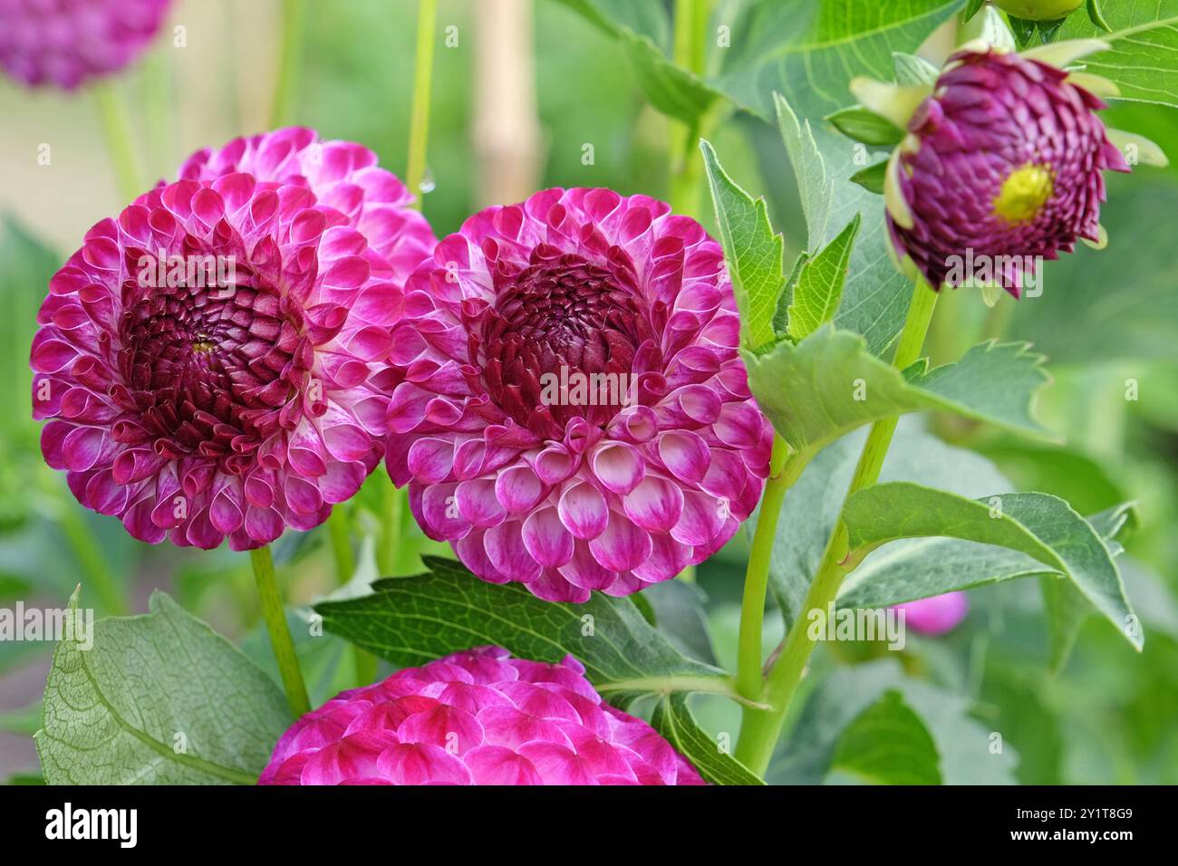 Violette und weiße Pompon-Dahlien „Downham Peggy“ in Blüte. Stockfoto