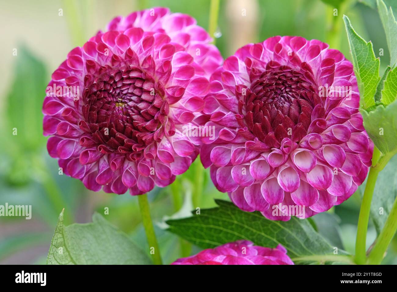 Violette und weiße Pompon-Dahlien „Downham Peggy“ in Blüte. Stockfoto