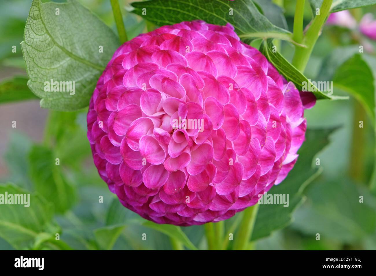 Violette und weiße Pompon-Dahlien „Downham Peggy“ in Blüte. Stockfoto