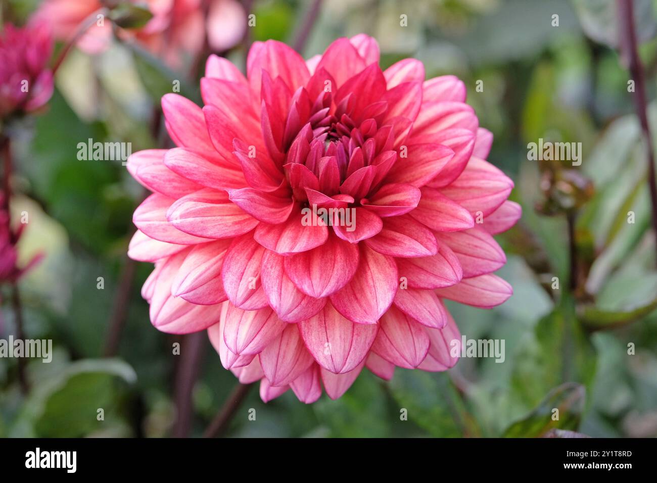 Dunkel rosa dekorative Dahlien „Night Silence“ in Blüte. Stockfoto