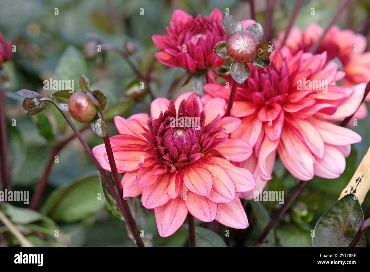 Dunkel rosa dekorative Dahlien „Night Silence“ in Blüte. Stockfoto