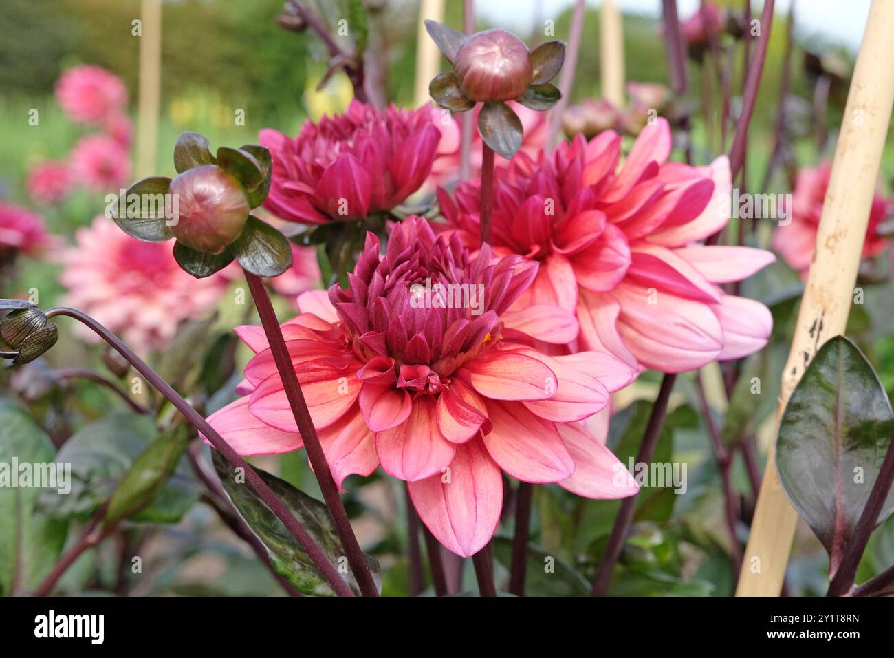 Dunkel rosa dekorative Dahlien „Night Silence“ in Blüte. Stockfoto
