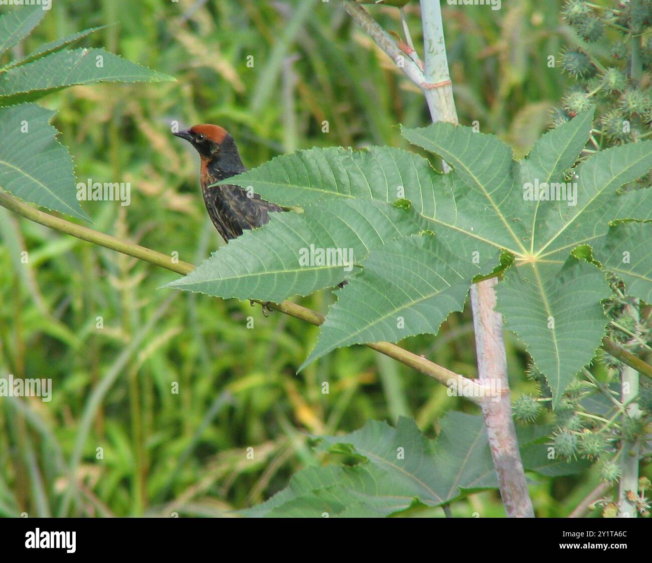 Kastanienbarsch (Chrysomus ruficapillus) Aves Stockfoto