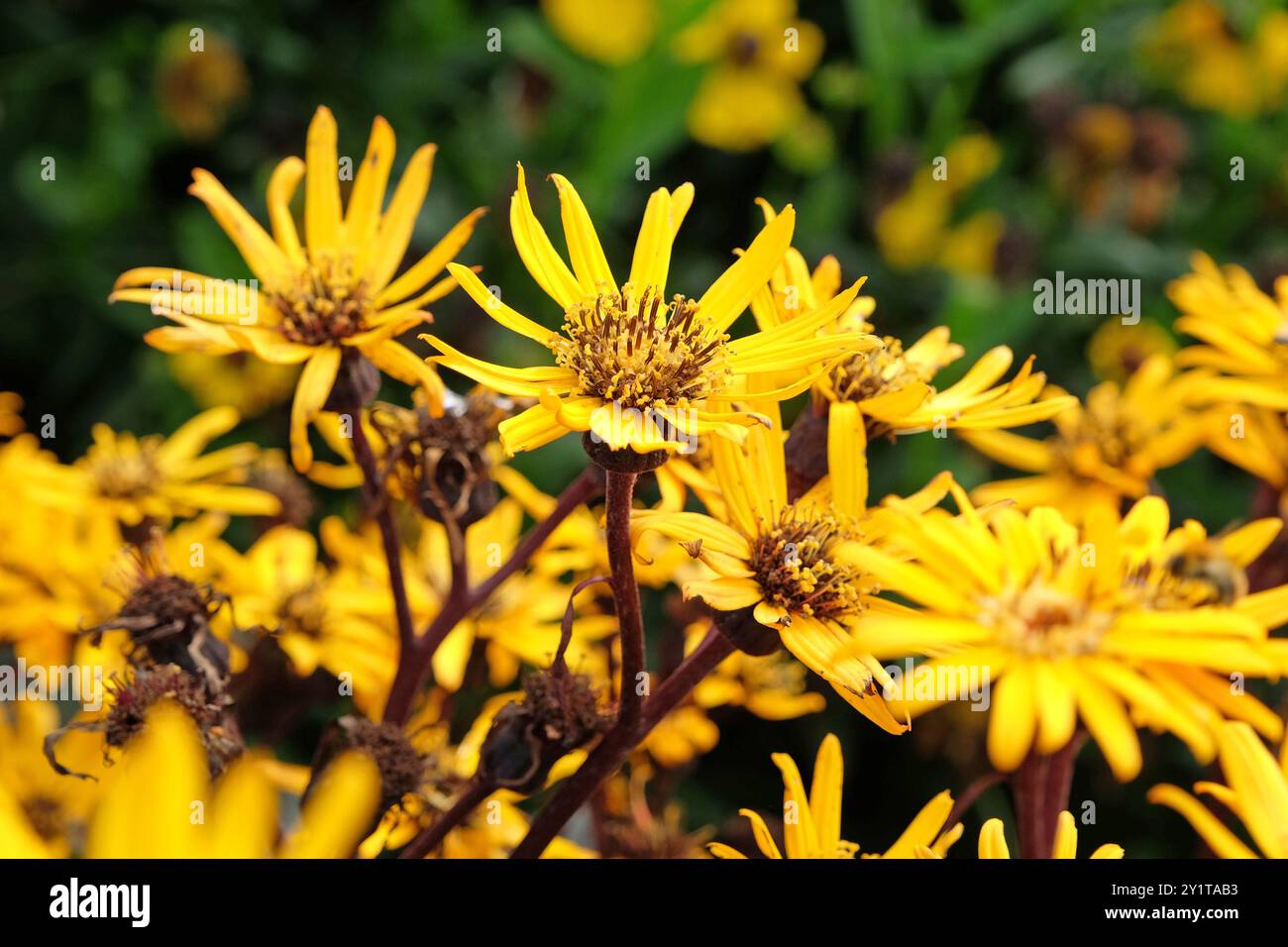 Ligularia, auch bekannt als Sommerragkraut oder Leopardenpflanze „Britt Marie Crawford“ in Blüte. Stockfoto