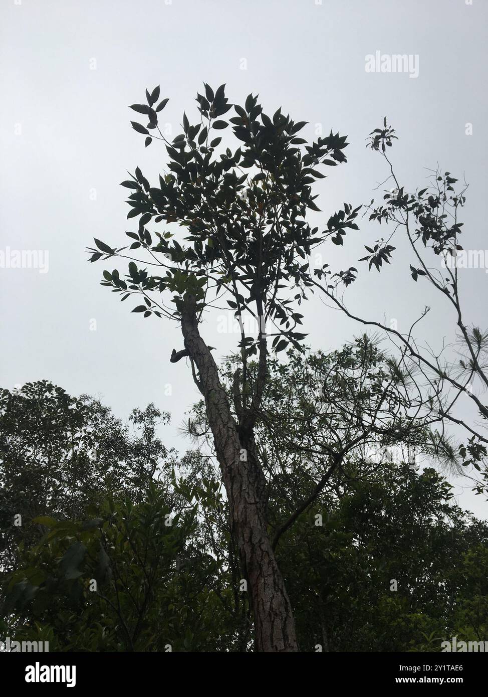 Sumpf-Mahagoni (Eucalyptus robusta) Plantae Stockfoto