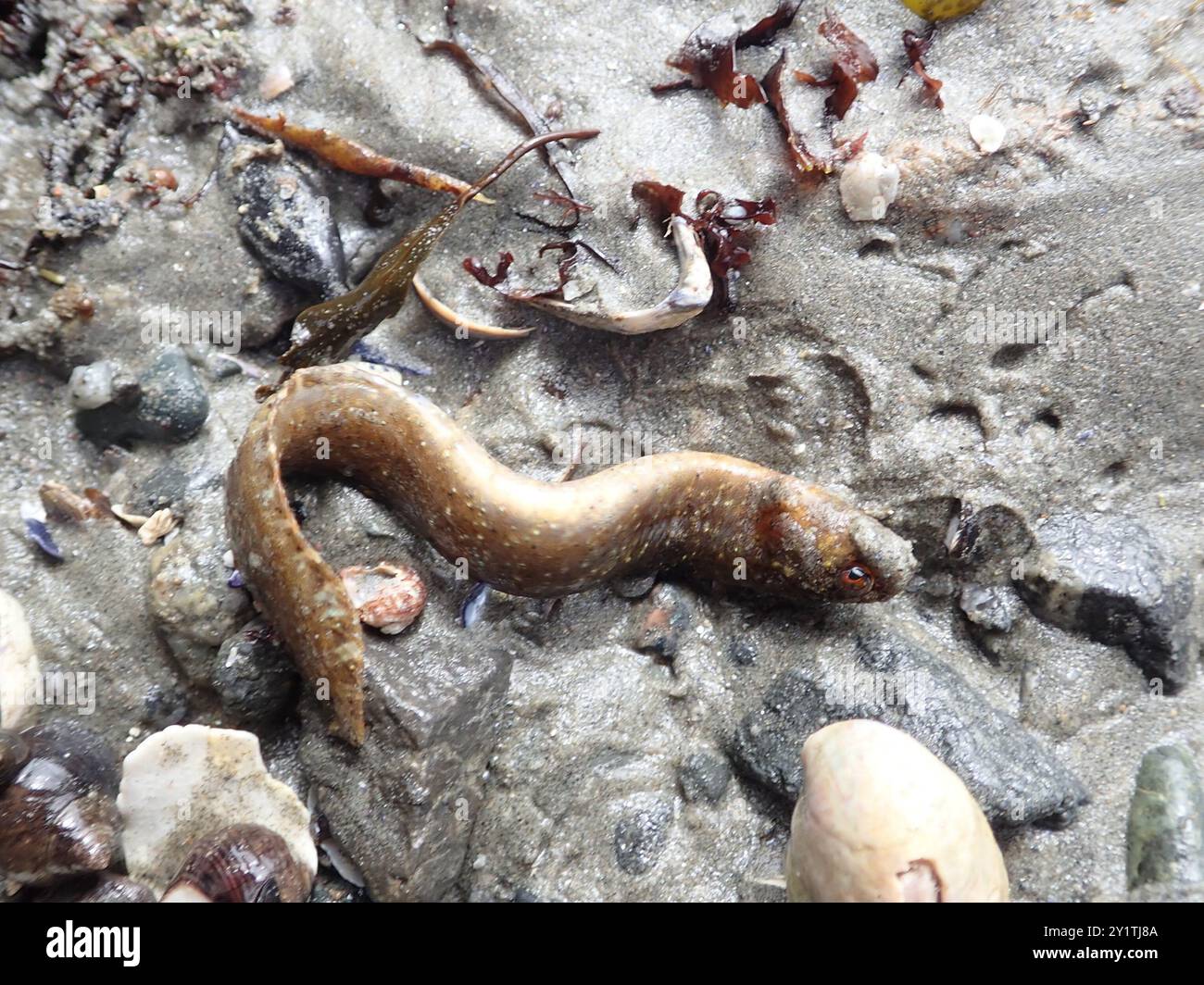 Steinschuss (Pholis gunnellus) Actinopterygii Stockfoto