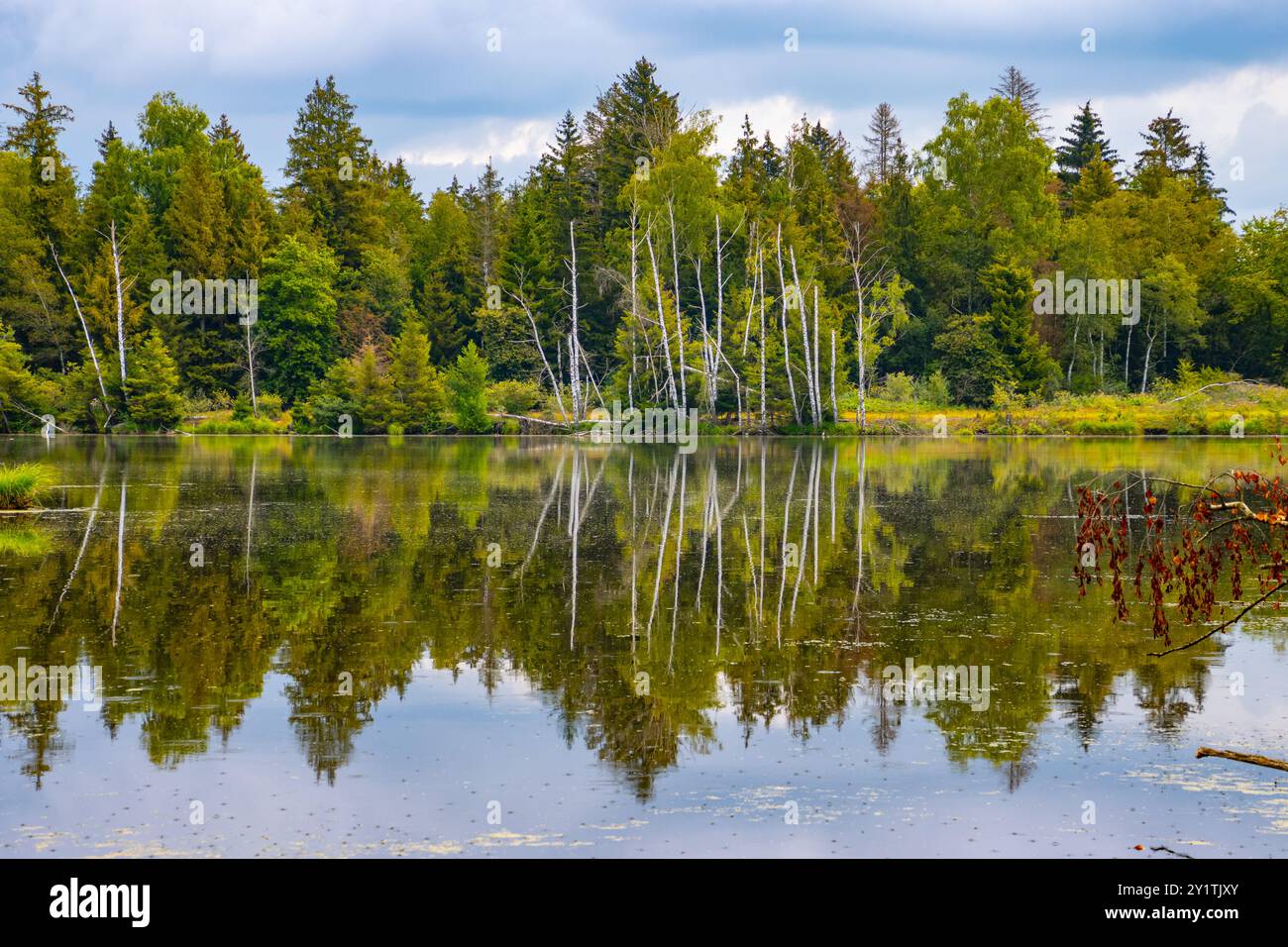 Seenlandschaft bei Pfrunger Ried, Deutschland Stockfoto