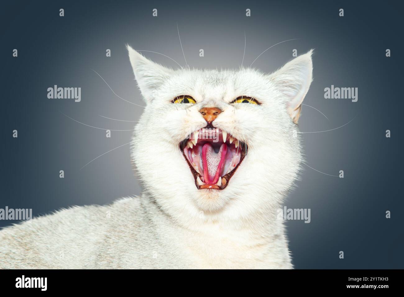 Aggressive silberne britische Katze wütend und knurrend. Isoliert auf Grau. Stockfoto