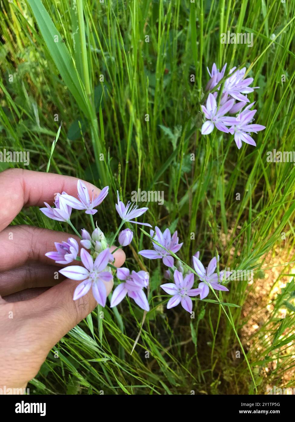 Onleaf-Zwiebeln (Allium unifolium) Plantae Stockfoto