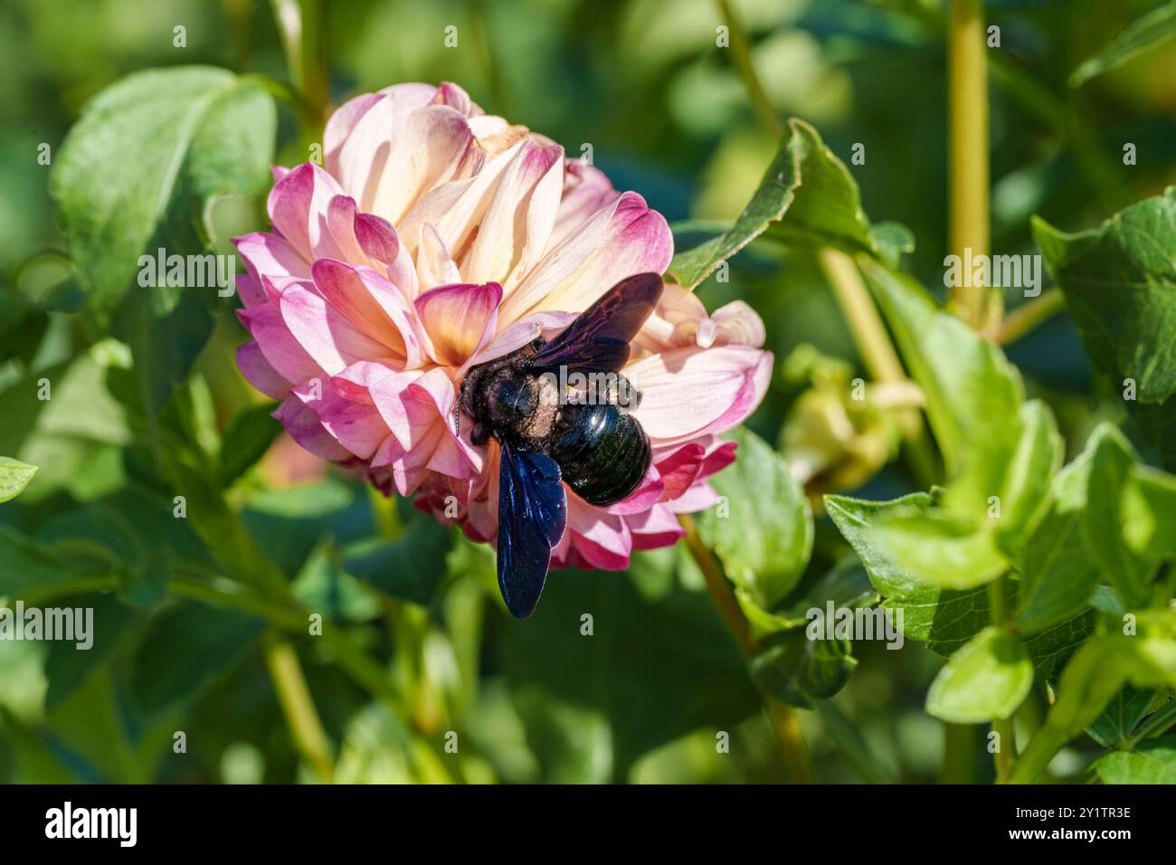 Eine Biene, die glücklich mit einer rosafarbenen Blume interagiert und die Schönheit der Natur und den Prozess der Bestäubung hervorhebt Stockfoto