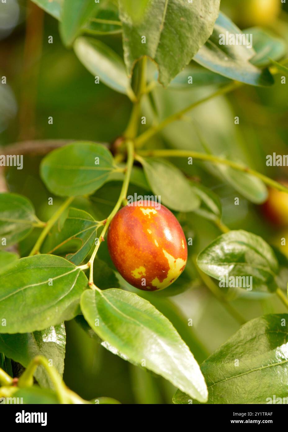 Jujube Rote Datteln oder Jujuba oder Chinesische Datteln, die auf einem Baum Reifen Stockfoto