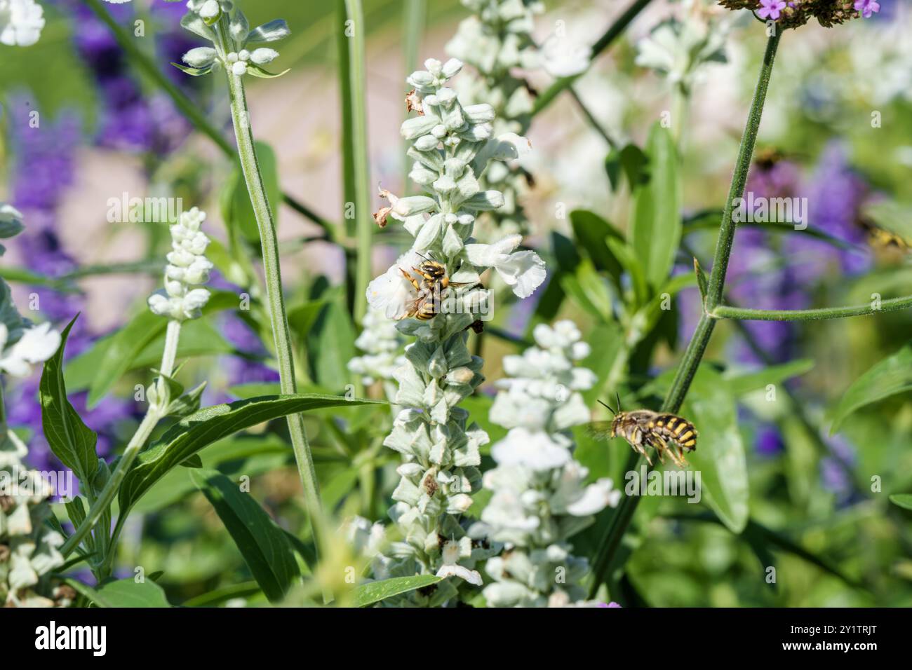 Eine Nahaufnahme, in der Bienen fleißig Nektar aus wunderschönen weißen Blumen in einem lebendigen, farbenfrohen Garten sammeln Stockfoto