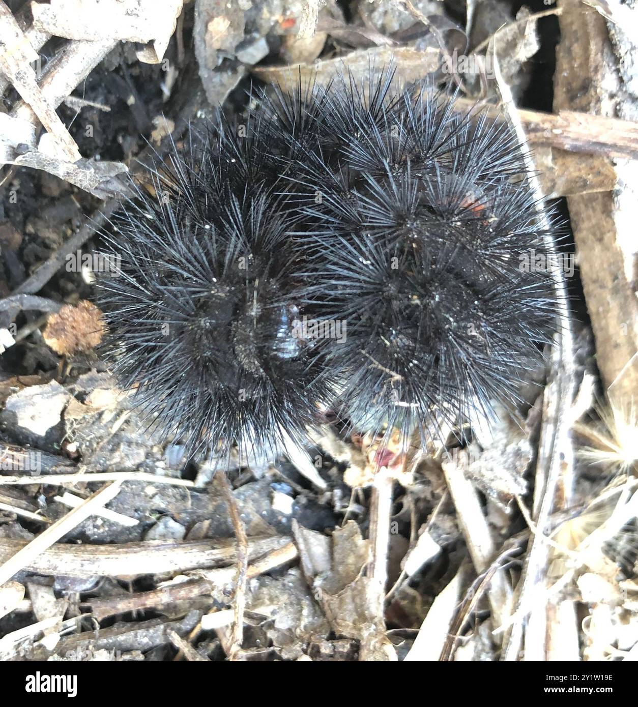 Riesige Leopardenmotte (Hypercompe scribonia) Insecta Stockfoto