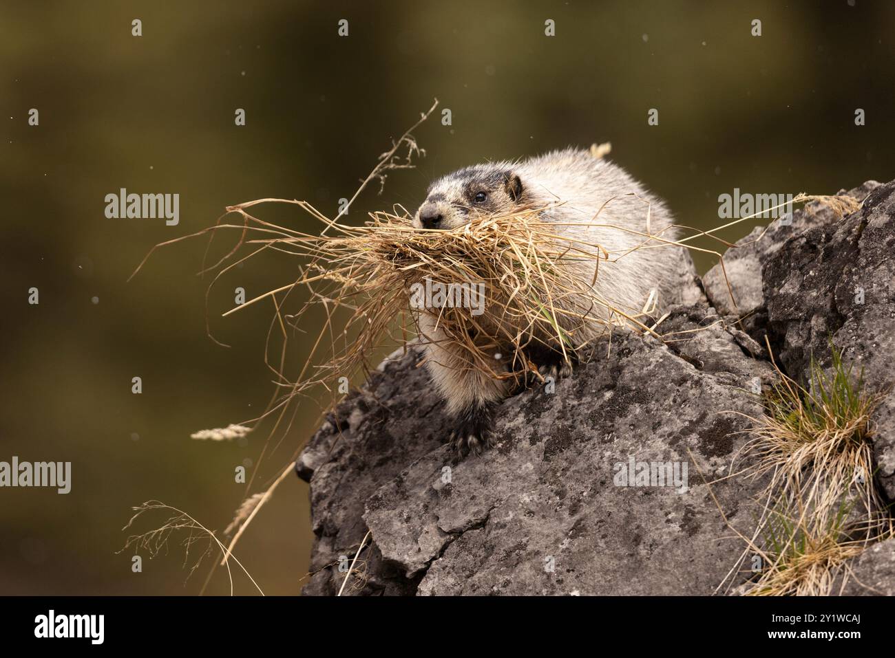 Murmeltier sammelt Einstreu. Stockfoto