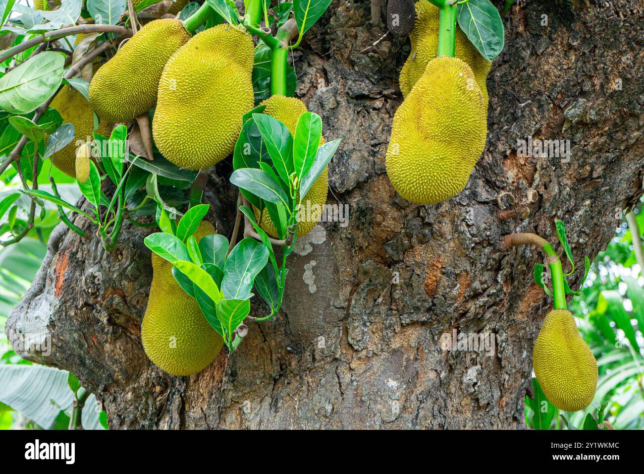 Reife Jackfrucht hängt an einem Baumzweig. artocarpus heterophyllus Stockfoto