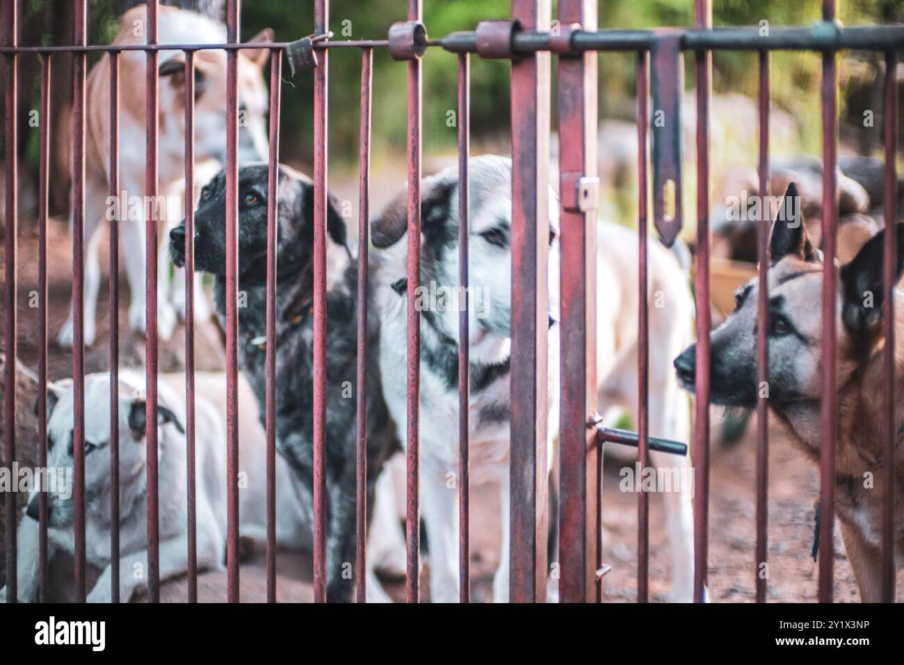 Eine Gruppe von Hunden ist hinter einem Metallzaun in einem Tierheim eingeschlossen. Das Bild weckt Gefühle der Sehnsucht und des Mitgefühls und fängt die Ausdrücke der Hunde ein Stockfoto