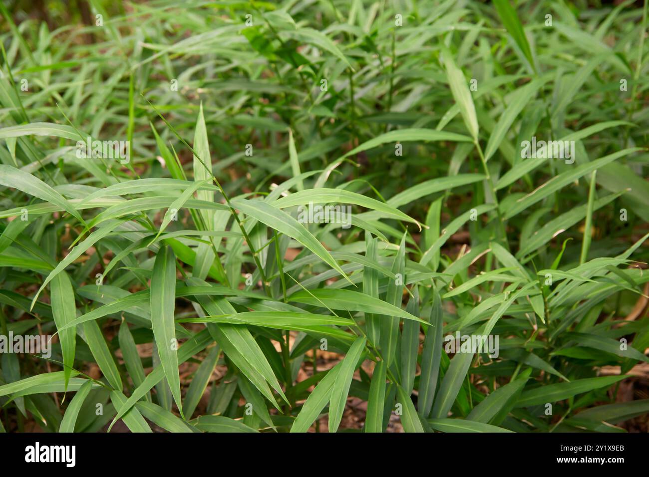 ingweranbaukulturen oder Pflanzen im Vollformat-Garten Hintergrund, Bio-pflanzliche medizinische Gewürzanbau im selektiven Fokus Stockfoto