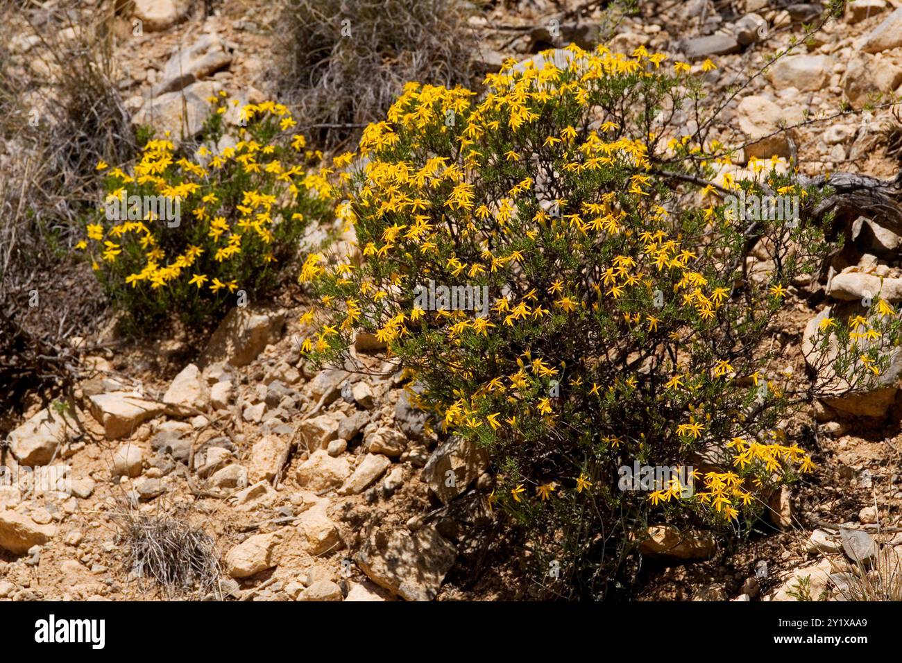 Damianita (Chrysactinia mexicana) Plantae Stockfoto