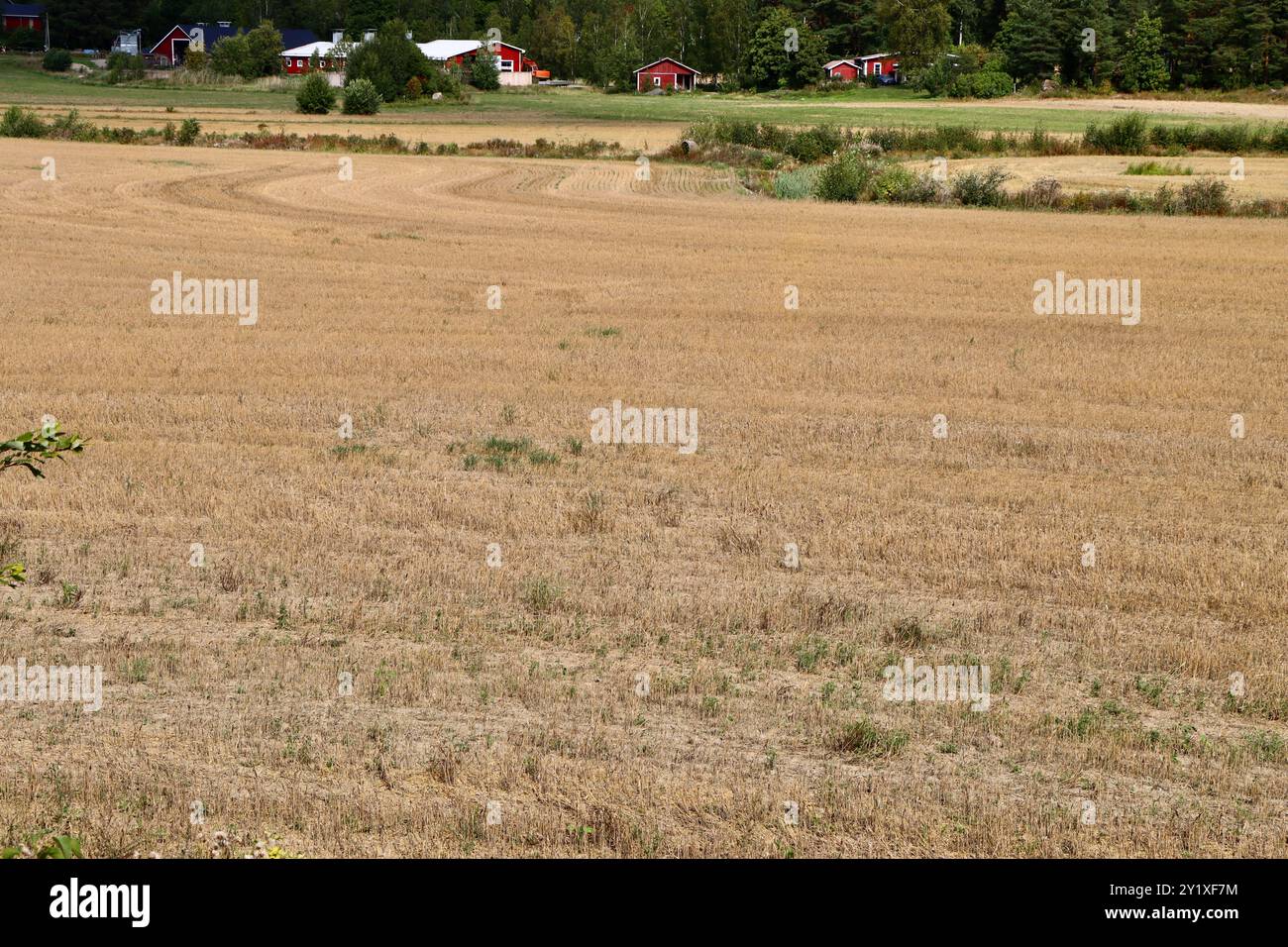 Große landwirtschaftliche Felder in der Nähe von Loviisa in Südfinnland, August 2024 Stockfoto